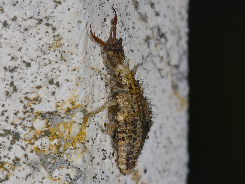 Larve di Megistopus flavicornis e Distoleon tetragrammicus